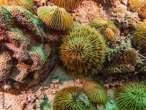 Disc coral, Plate coral, Mushroom Coral, Reef Building Corals (Fungia) Santa Sofia II dive site in Sogod Bay, Southern Leyte, Philippines.  Underwater photography and travel. photo