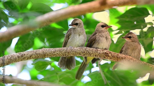 Yellow vented bulbul bird new family ,hd video.
Three young bulbul birds perching closely on indian cork tree while waiting their parent in the morning sunlight. 
