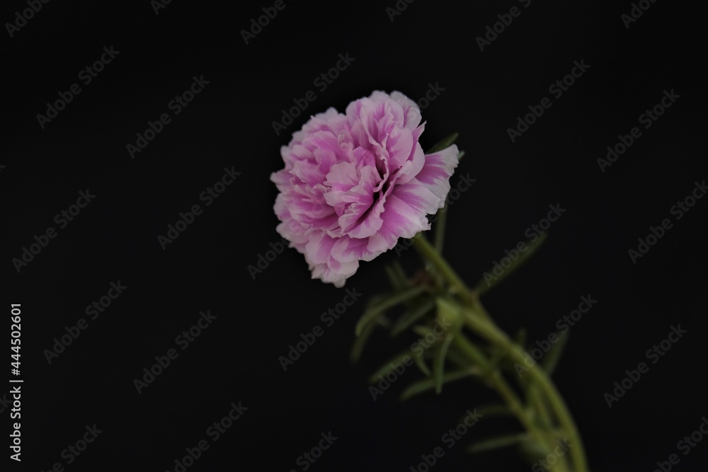 Beauty Portulaca grandiflora is a succulent flowering plant in the family Portulacaceae, including rose moss. Beauty Portulaca grandiflora is a succulent flowering plant in the family Portulacaceae, including rose moss.