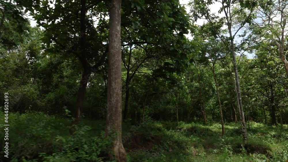 Inside view of dense green forest in Kerala Inside view of dense green forest in Kerala