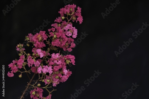 Lagerstroemia  commonly known as crape myrtle.