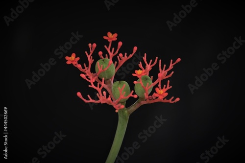Jatropha podagrica is a succulent plant in the family Euphorbiaceae, Common names include Gout Plant, Gout Stalk, Guatemalan Rhubarb, Coral Plant, Buddha Belly Plant, Purging-Nut, Physic Nut. photo