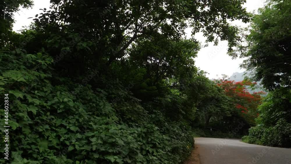 Beautiful view of road passing through dense forest Beautiful view of road passing through dense forest