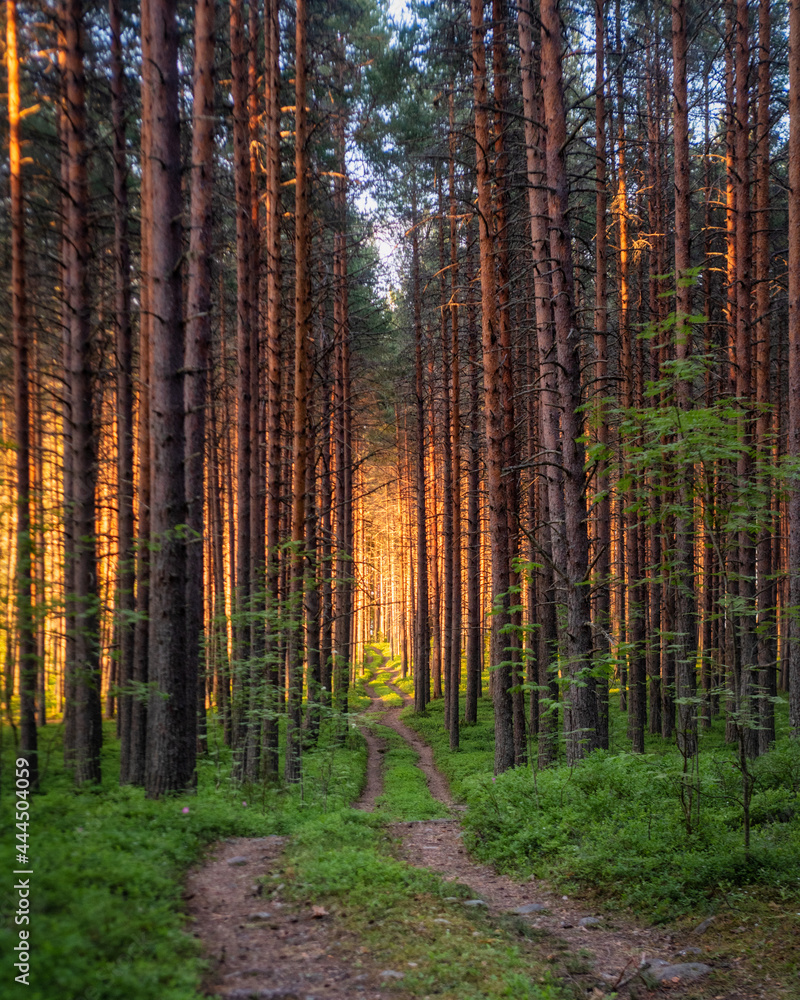 A road in a pine forest. Pine trees in the rays of the setting sun.