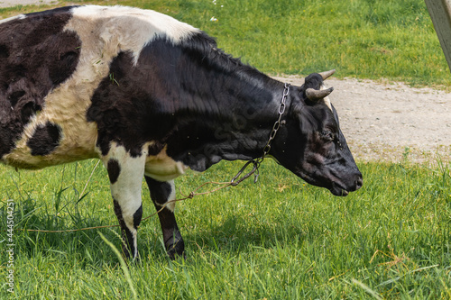 A black-and-white cow eats fresh green grass in a meadow on a sunny day. A black and white cow grazes on farmland with green grass.
