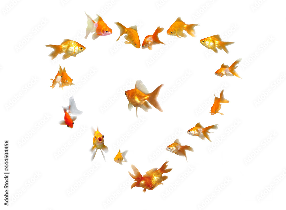 Goldfishes Set (Heart Shaped Frame Background) - Wedding Goldfishes Set (Heart Shaped Frame Background) - Wedding