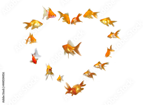 Goldfishes Set (Heart Shaped Frame Background) - Wedding