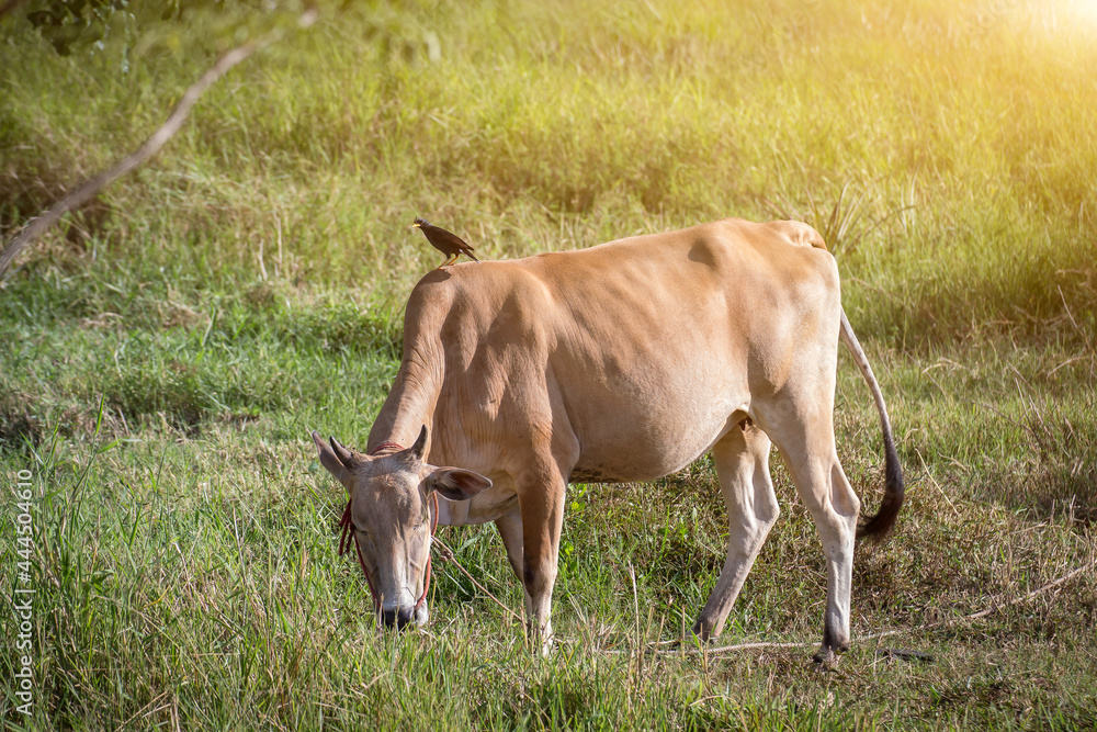 Thai cows standing are eating grass on ground in field countryside in Thailand Thai cows standing are eating grass on ground in field countryside in Thailand