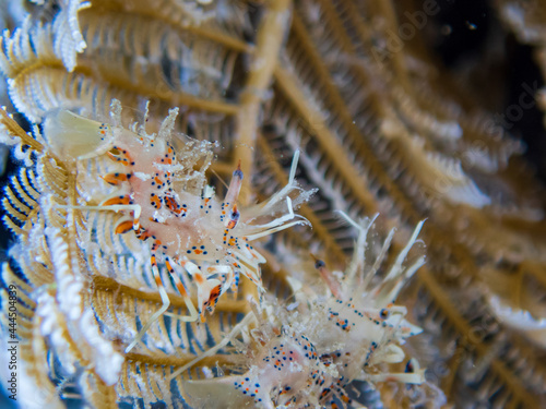 Spiny Tiger shrimp (Phyllognathia ceratophthalma) during a night dive at Padre Burgos Pier in Sogod Bay, Southern Leyte, Philippines.  Underwater photography and travel. photo