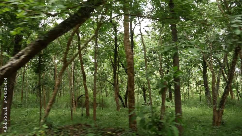 Green forest close view, Green grass in the forest Green forest close view, Green grass in the forest