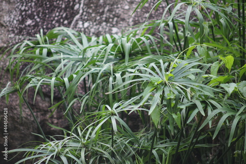 Close up photo of Cyperus scariosus