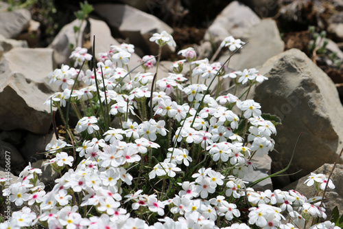 Dwarf phlox (Phlox condensata) - small white flowers in the mountains of Crimea, alpine zone, wild plant. photo