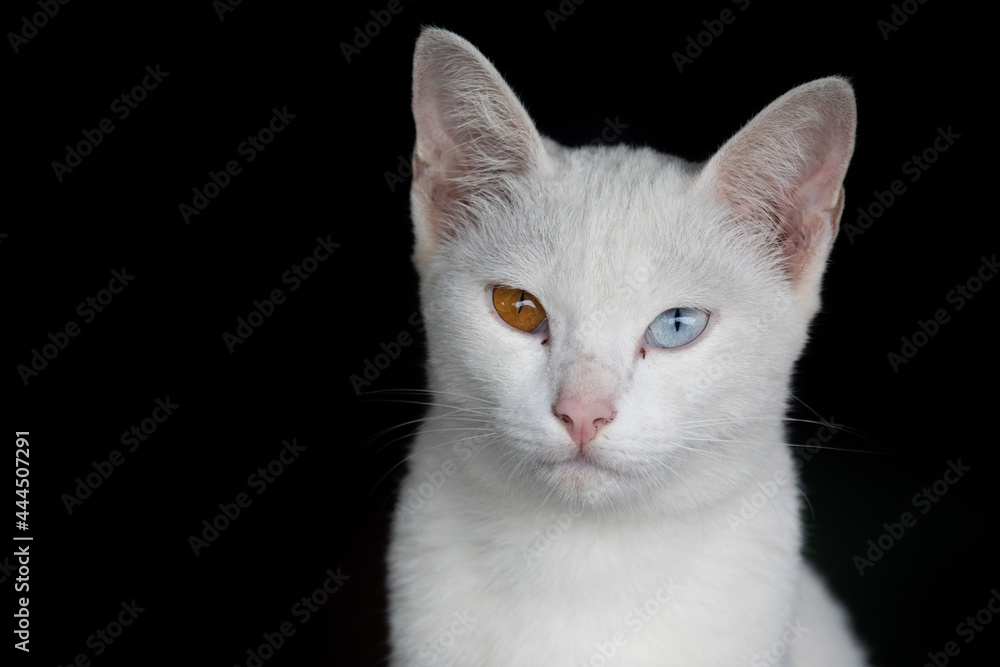 A white cat has a blue left eye and a yellow right eye.