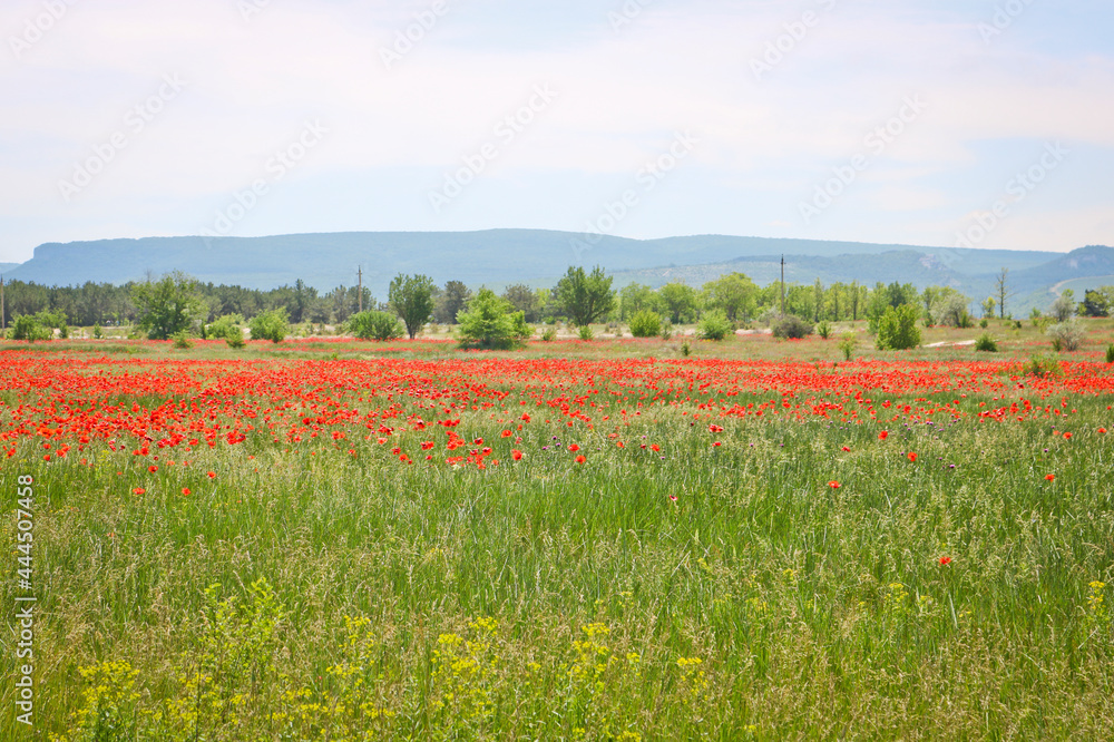 Poppy field in the vicinity of Bakhchisarai, Crimea. Scarlet flowers in the meadow.