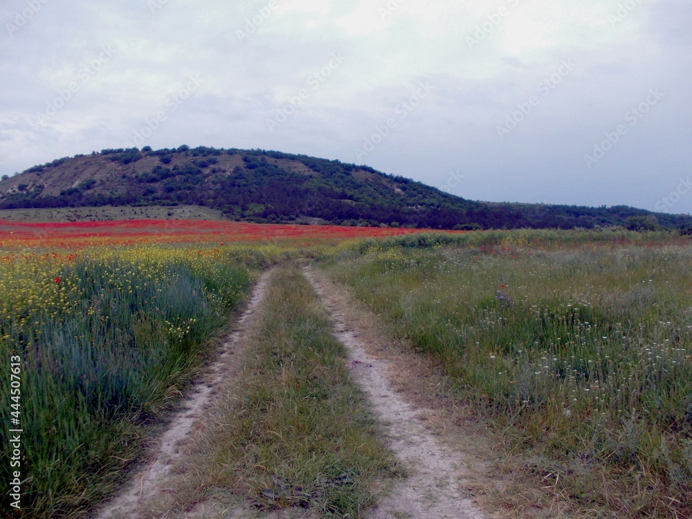 road along the poppy field