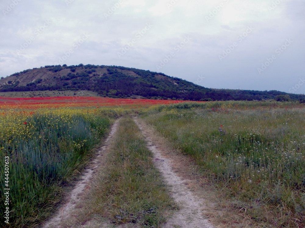 road along the poppy field road along the poppy field