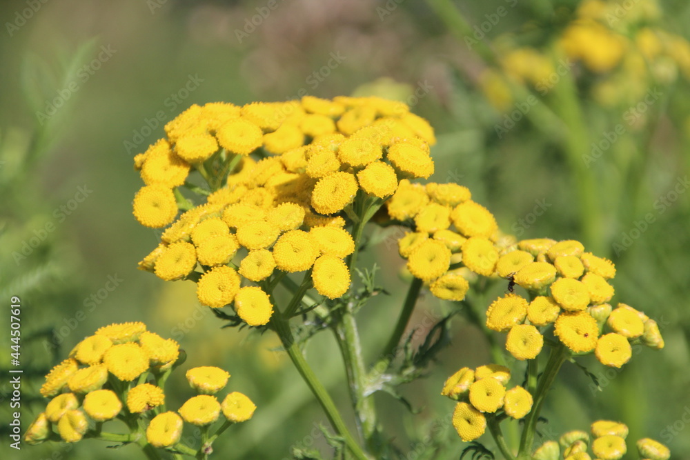 Yellow Flowers Of Summer, Pylypow Wetlands, Edmonton, Alberta Yellow Flowers Of Summer, Pylypow Wetlands, Edmonton, Alberta