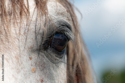 Grey horses brown eye. Macro close up shot