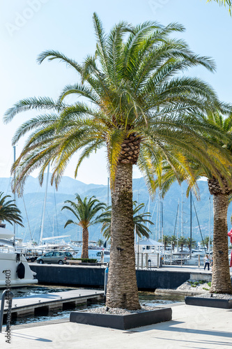 Beautiful palm at the sea port.