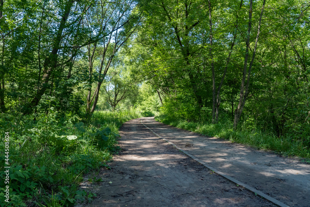 The road in the city forest in sunny weather. The road in the city forest in sunny weather.