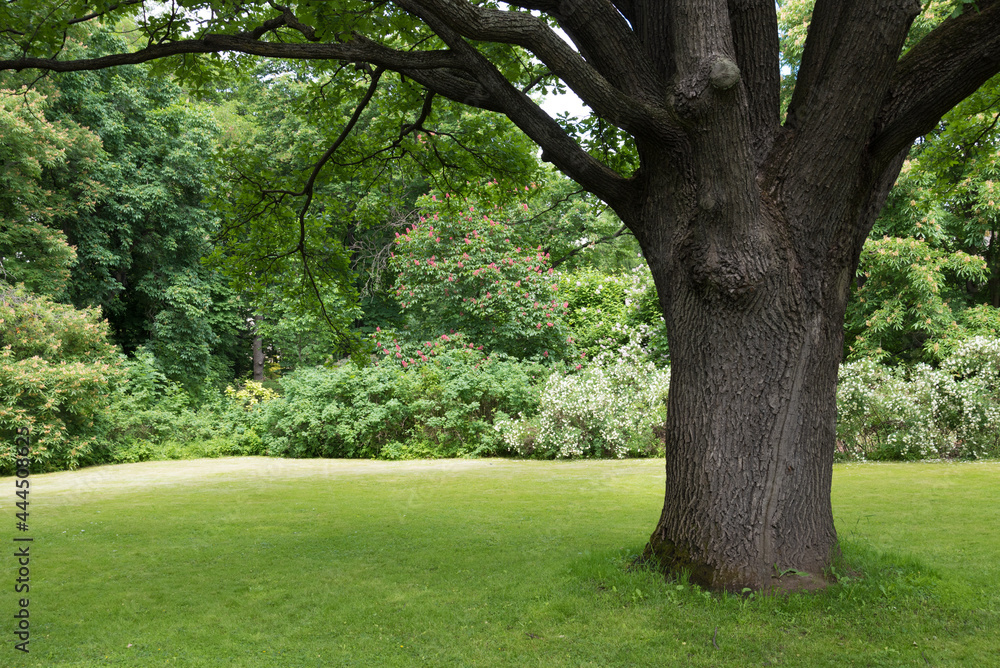 Lush green lawn under a large tree. A place to rest. Nature and greenery around. The tree provides shelter from the sun. Shelter under the branches of a spreading oak tree Lush green lawn under a large tree. A place to rest. Nature and greenery around. The tree provides shelter from the sun. Shelter under the branches of a spreading oak tree