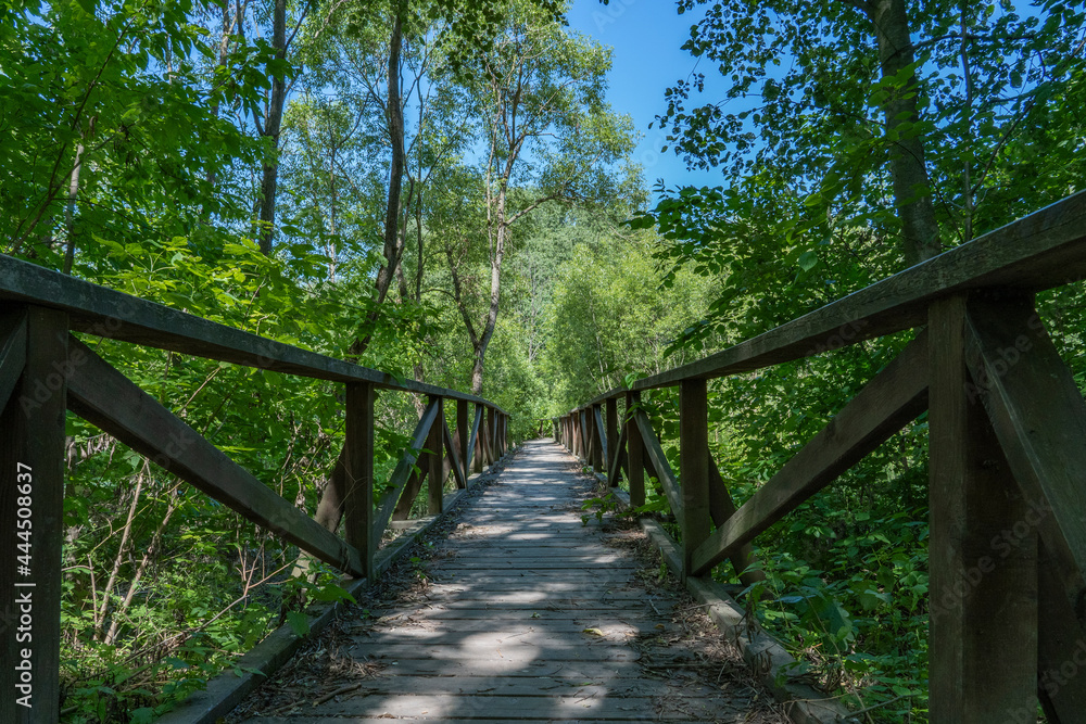 Wooden footbridge in the city park in summer.