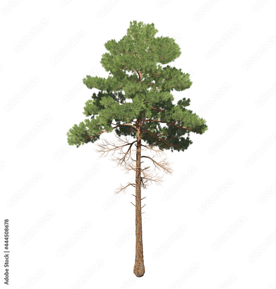 Beautiful 3D green tree isolated on white background Beautiful 3D green tree isolated on white background