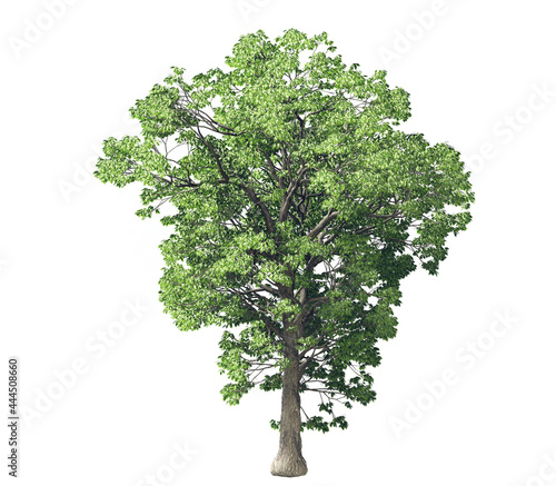 Beautiful 3D green tree isolated on white background