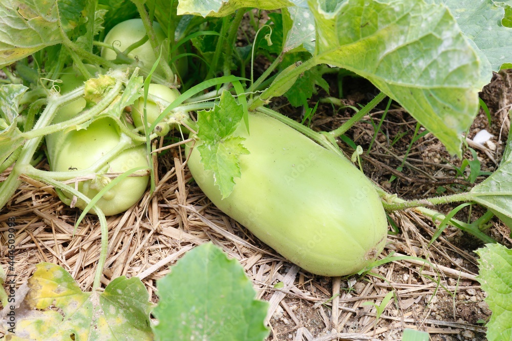 Obraz premium 畑に実ったシロウリ