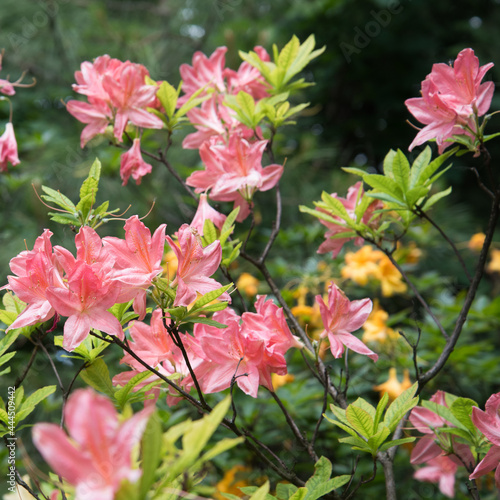 Large bright flowers of rhododendron. Japanese rhododendron. An elegant plant