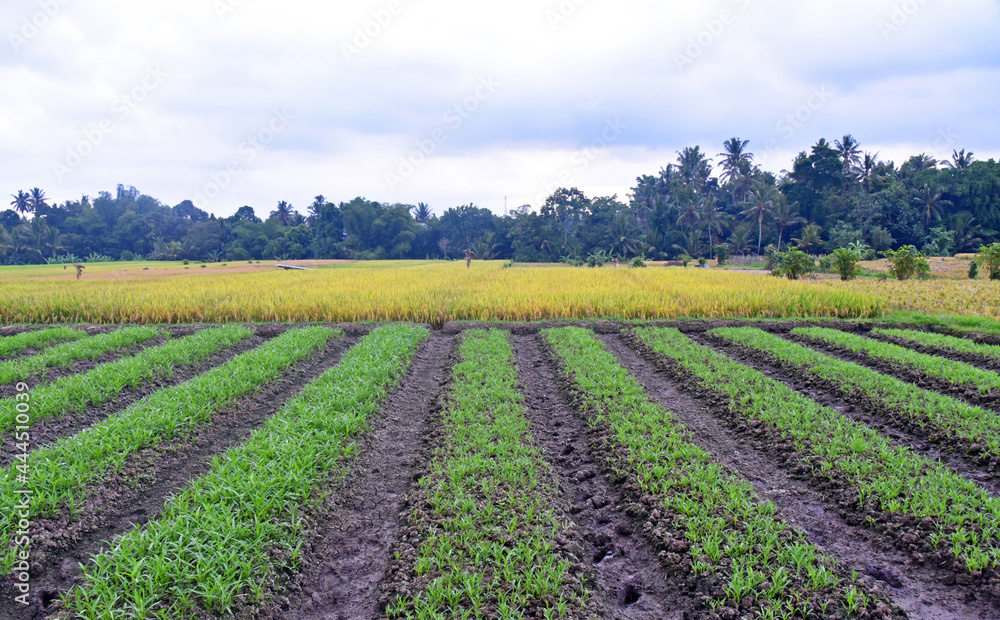 Field with small plant of water spinach