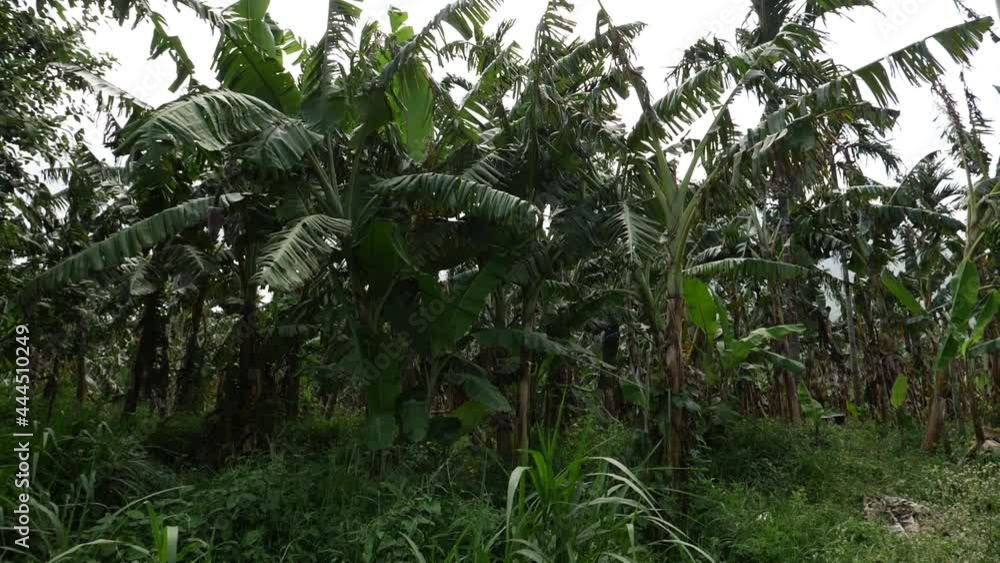 View of small height coconut trees, Moving shot of coconut trees View of small height coconut trees, Moving shot of coconut trees