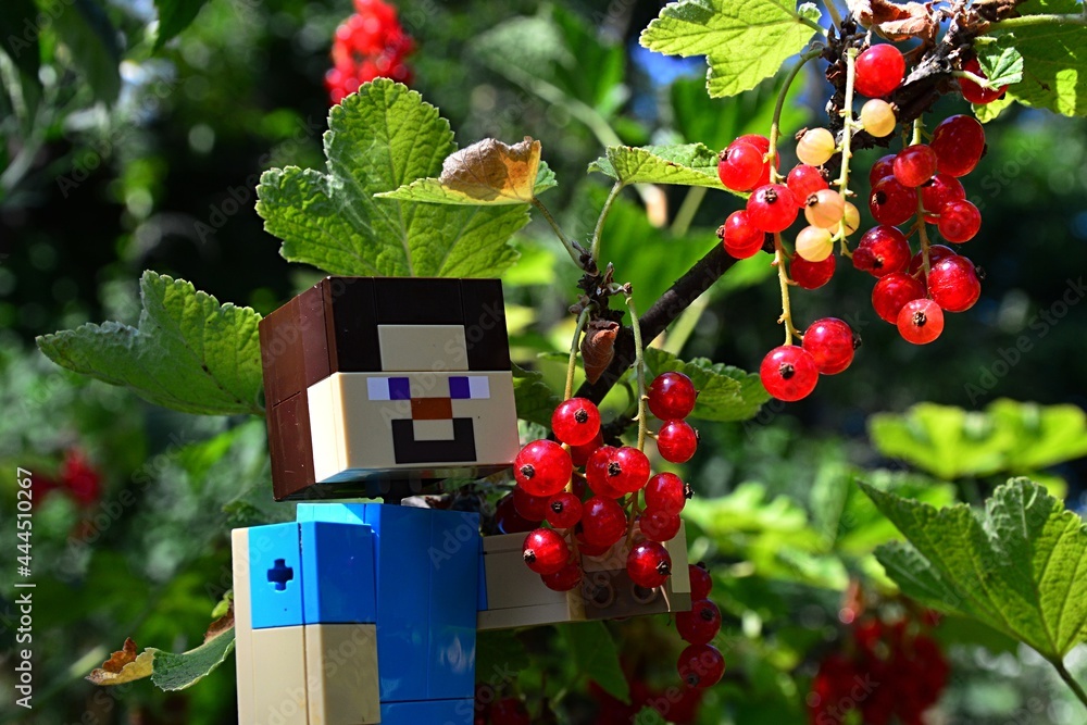 Naklejka premium LEGO Minecraft large figure of main character Steve, harvesting mature Redcurrant berries from a branch, summer daylight sunshine.