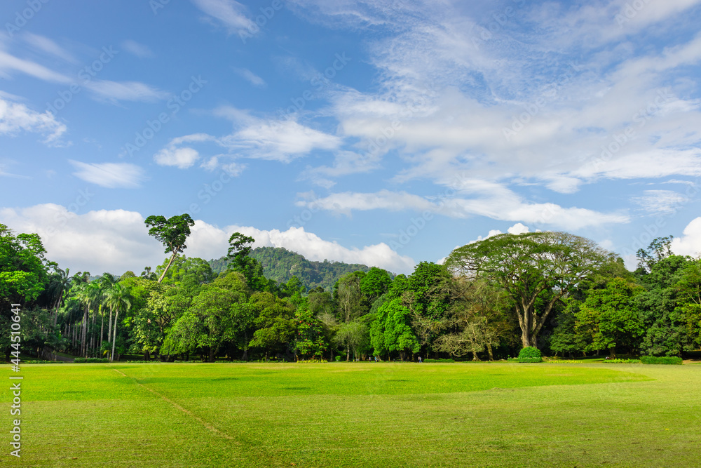 Naklejka premium Tree line and green grass field in Royal botanic gardens, Peradeniya. Scenic landscape photograph.