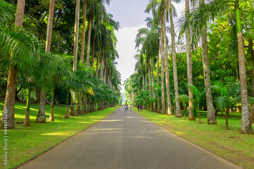 Botanic gardens Peradeniya, Beautiful straight pathway through the park.tall palm trees on both sides, Botanic gardens Peradeniya, Beautiful straight pathway through the park.tall palm trees on both sides,