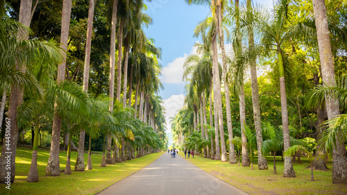 Quadro em tela Peradeniya, Sri Lanka - 01 23 2020: Royal botanic gardens Peradeniya, Beautiful straight pathway through the park