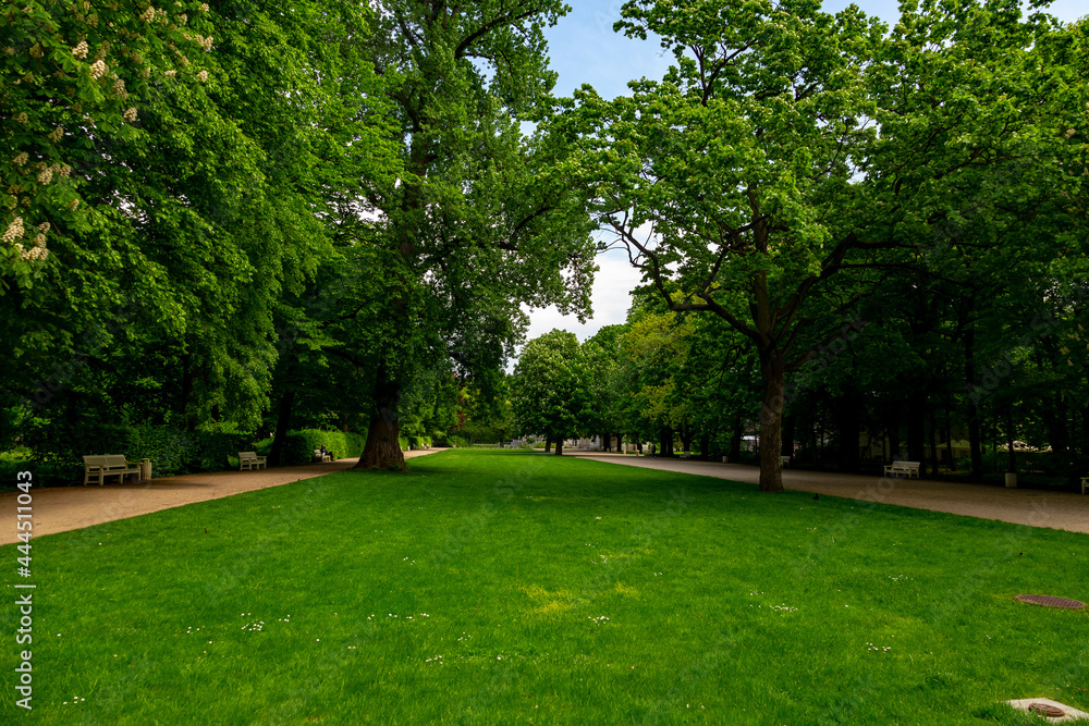 avenue of trees in the royal garden avenue of trees in the royal garden