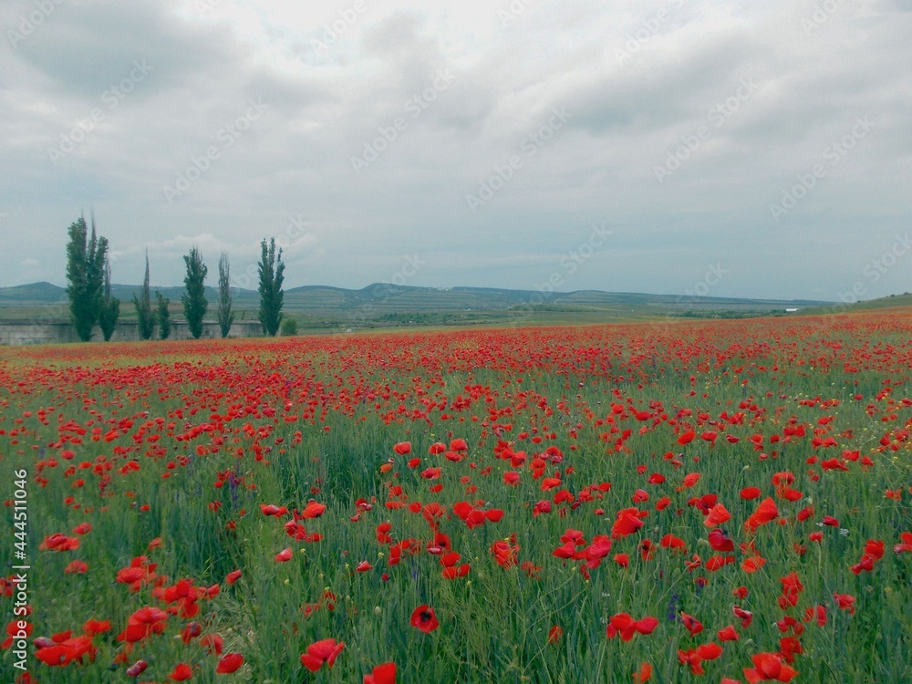 landscape poppy field