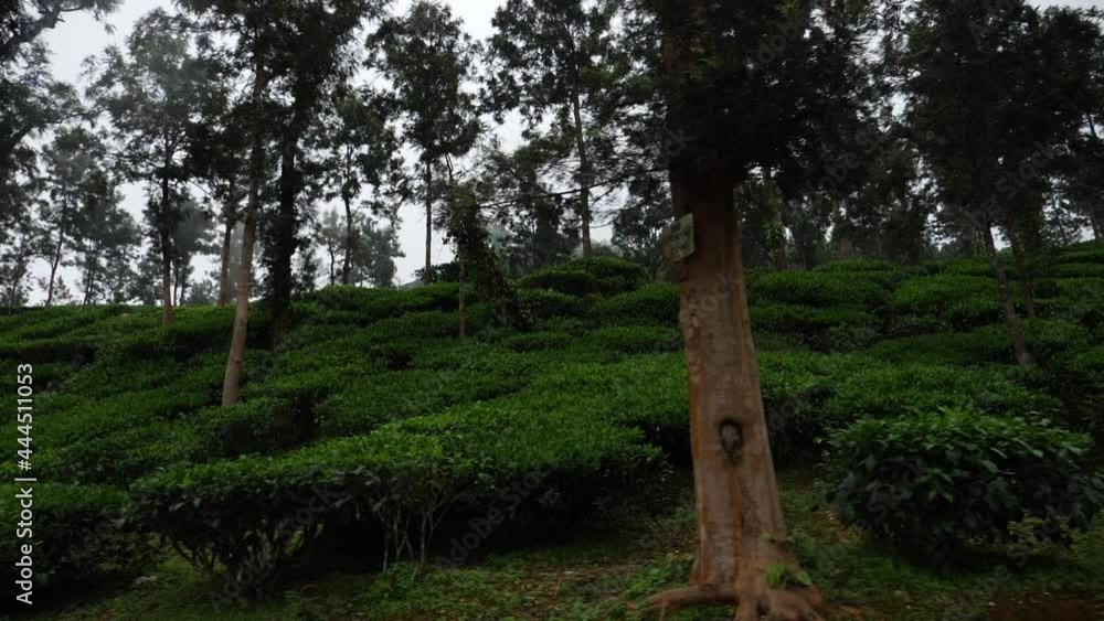 Tea fields view of Kerala, Long trees inside the fields Tea fields view of Kerala, Long trees inside the fields