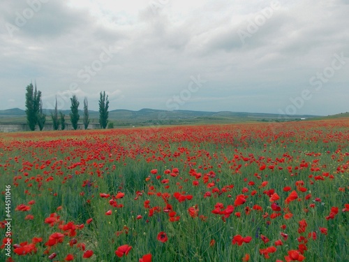 landscape poppy field