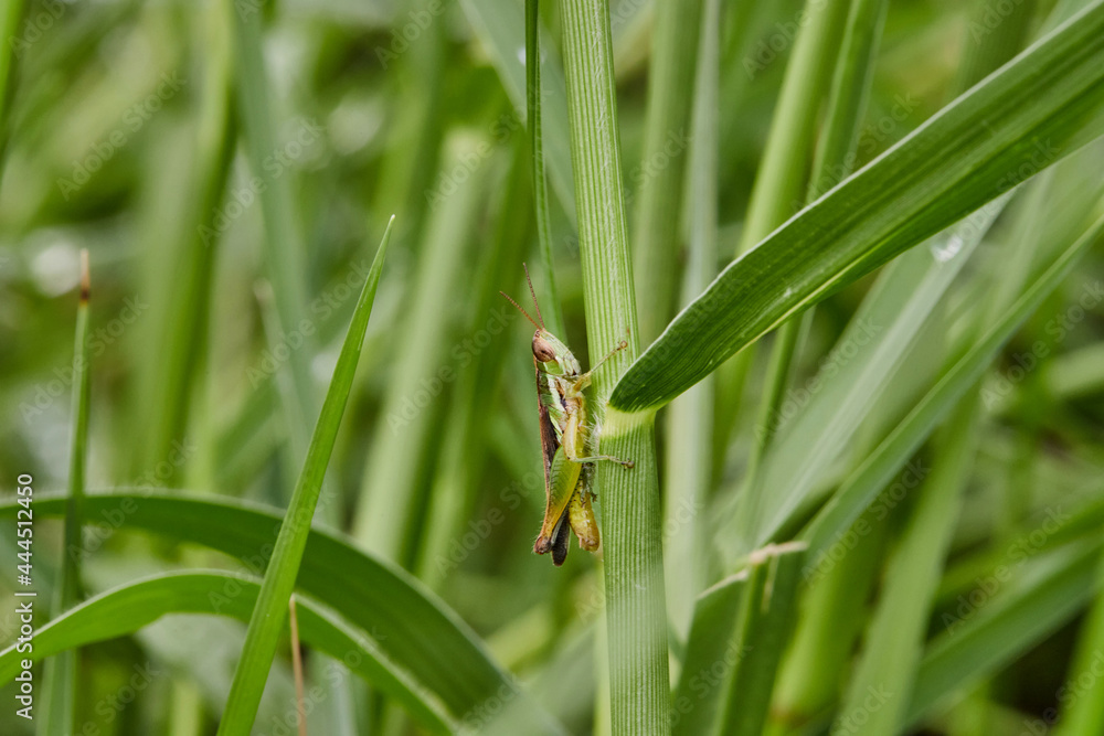 closeup Grasshopper in the meadow closeup Grasshopper in the meadow