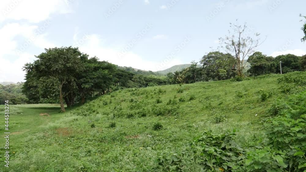 View of green grass in forest of Kerala View of green grass in forest of Kerala