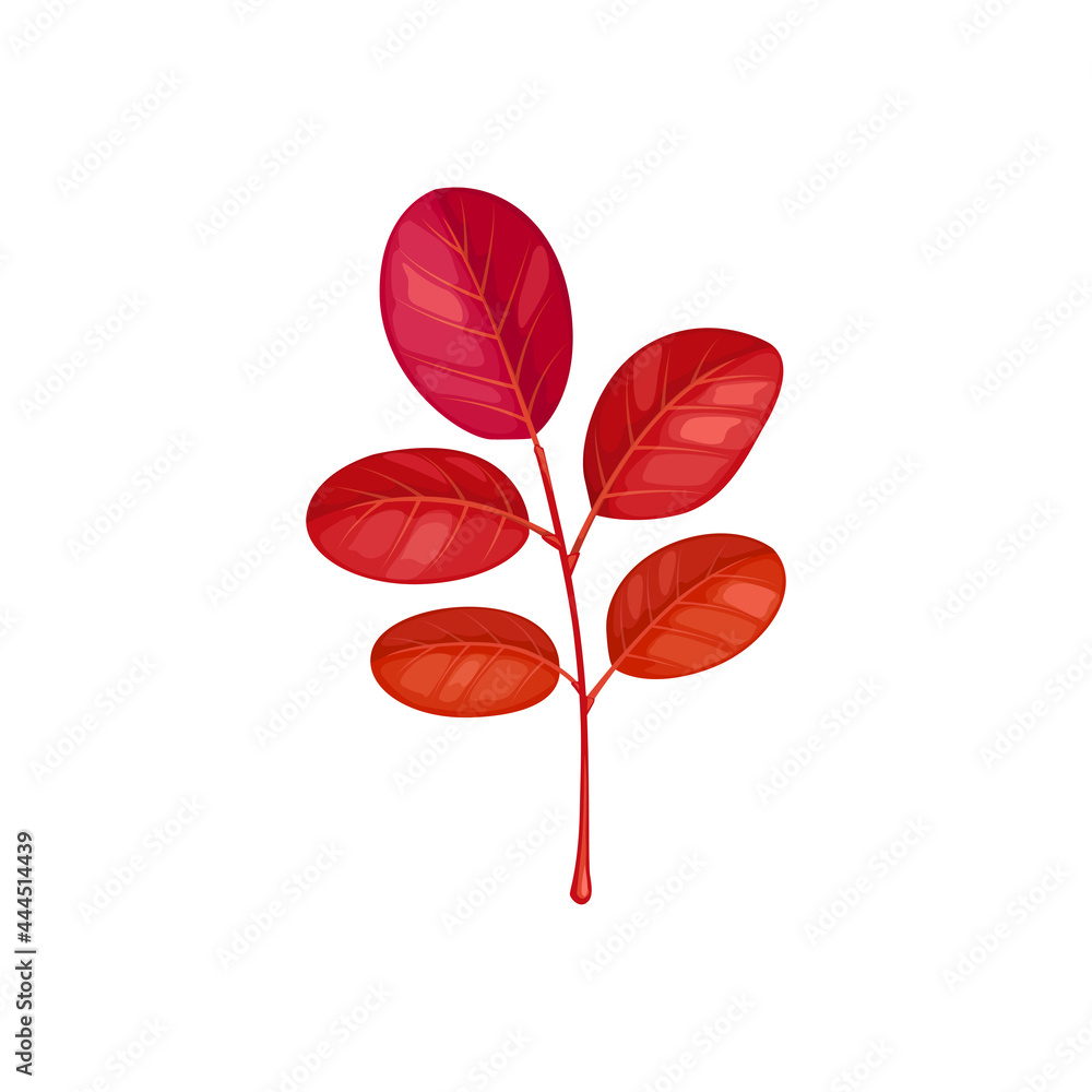 Autumn leaves on branch, acacia tree fall foliage, vector isolated icon. Acacia leaf on branch twig, red autumn leaves, fall season plants Autumn leaves on branch, acacia tree fall foliage, vector isolated icon. Acacia leaf on branch twig, red autumn leaves, fall season plants