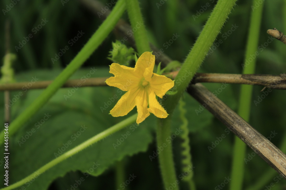 Beautiful yellow color cucumber flower on blur background Beautiful yellow color cucumber flower on blur background