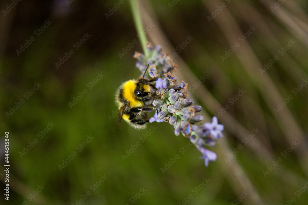 a bumblebee gathers nectar from a lavender flower a bumblebee gathers nectar from a lavender flower