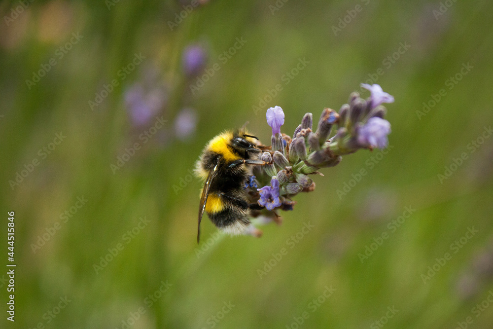 a bumblebee gathers nectar from a lavender flower a bumblebee gathers nectar from a lavender flower