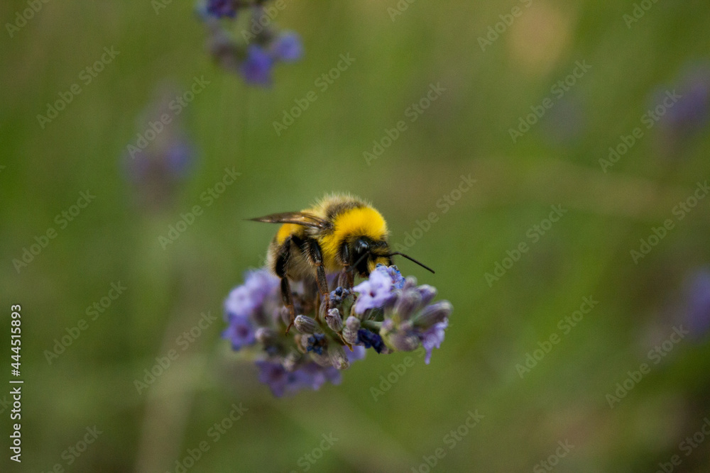a bumblebee gathers nectar from a lavender flower a bumblebee gathers nectar from a lavender flower
