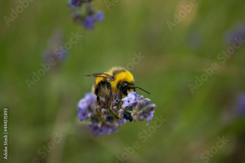 a bumblebee gathers nectar from a lavender flower