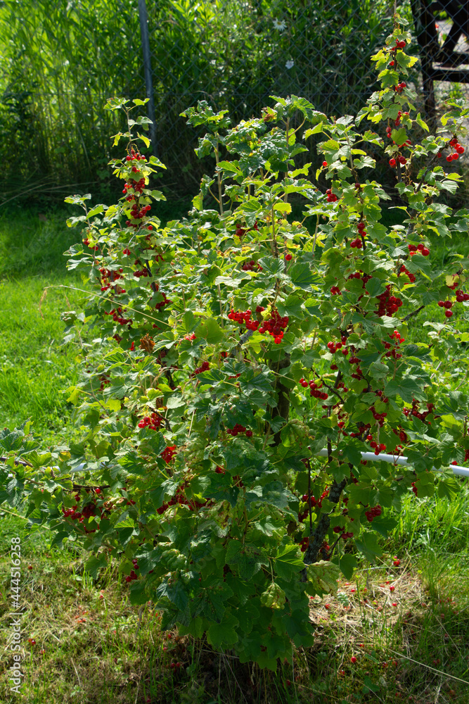 cultivated redcurrant bush in the ornamental garden with red berries cultivated redcurrant bush in the ornamental garden with red berries