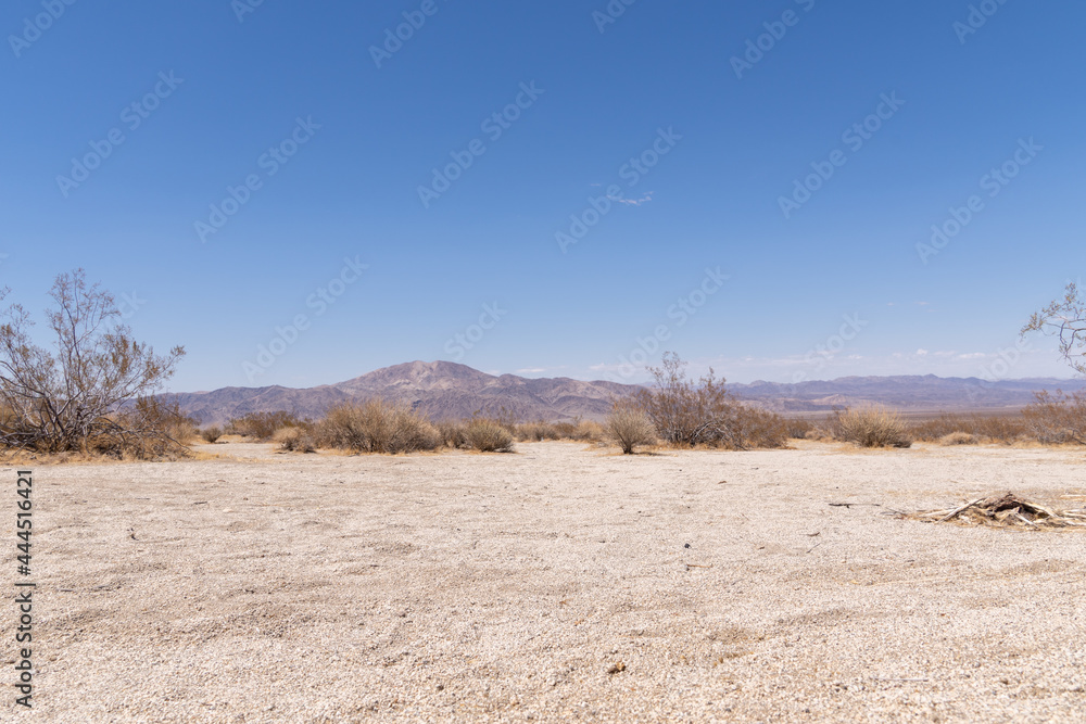 Sandy desert low angle photo of Joshua Tree National Park in the heat of day